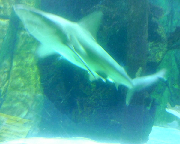 Random Photo Upload On Tue Jan 20th, 2009 at 5:59PM