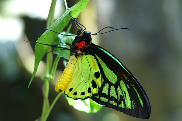 Troll, Drivel, cyberBullies and Other 'Intelligent Design' of kidScientist blaggers...