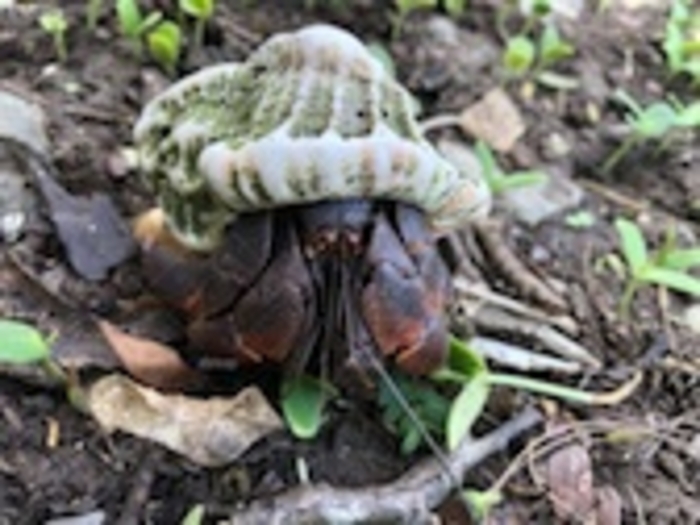 Solider Crab Housing