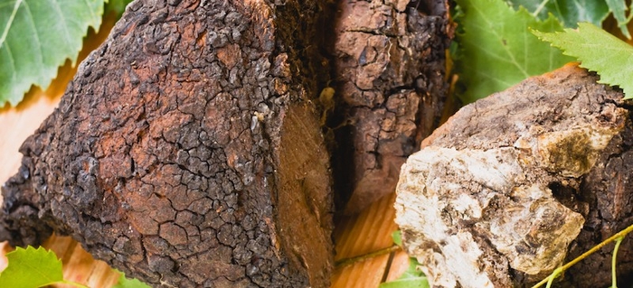 Chaga Mushroom: 5 Benefits and How to Make Chaga Tea