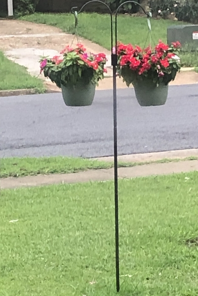 Dear Gardeners: I Have Had Not One Watermelon All Summer 2024